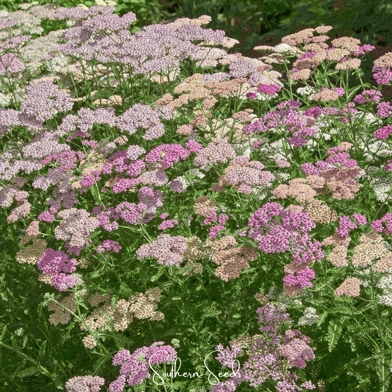 Load image into Gallery viewer, Colorado Yarrow Mix – 50 Seeds
