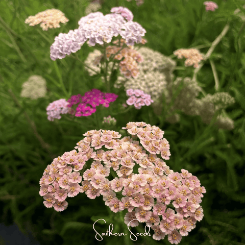 Colorado Yarrow Mix – 50 Seeds, additional product view 2