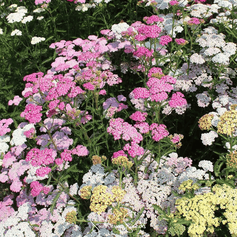Colorado Yarrow Mix 50 Seeds