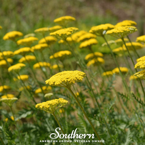 Golden Parker Yarrow – 100 Seeds, additional product view 2