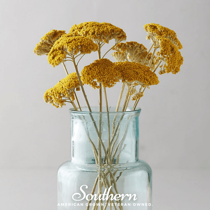 Load image into Gallery viewer, Golden Parker Yarrow – 100 Seeds
