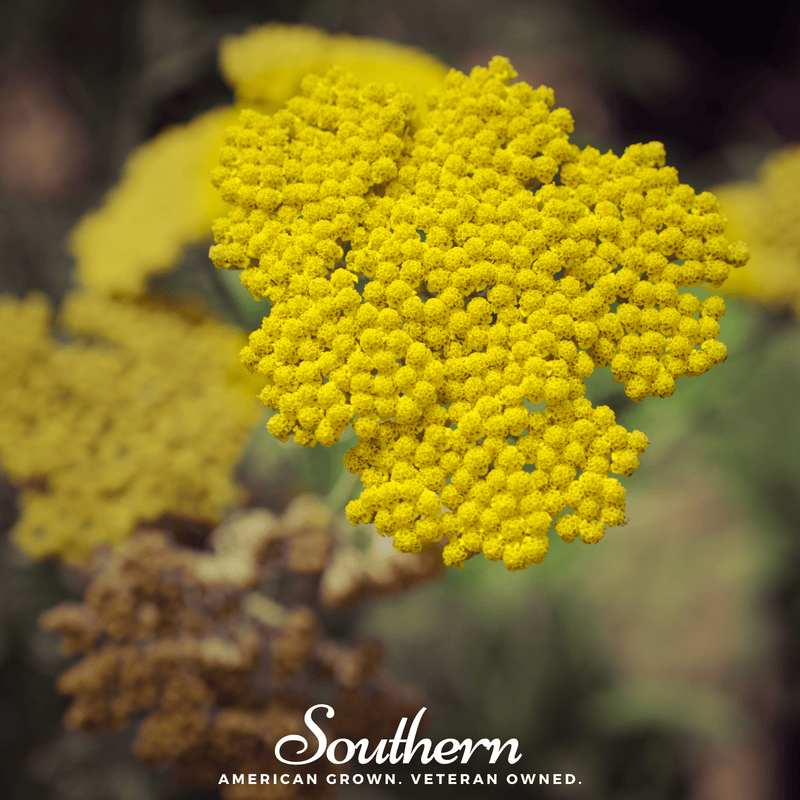 Load image into Gallery viewer, Golden Parker Yarrow – 100 Seeds
