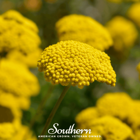 Golden Parker Yarrow seeds package, 100 count, GrowTime Garden Supply