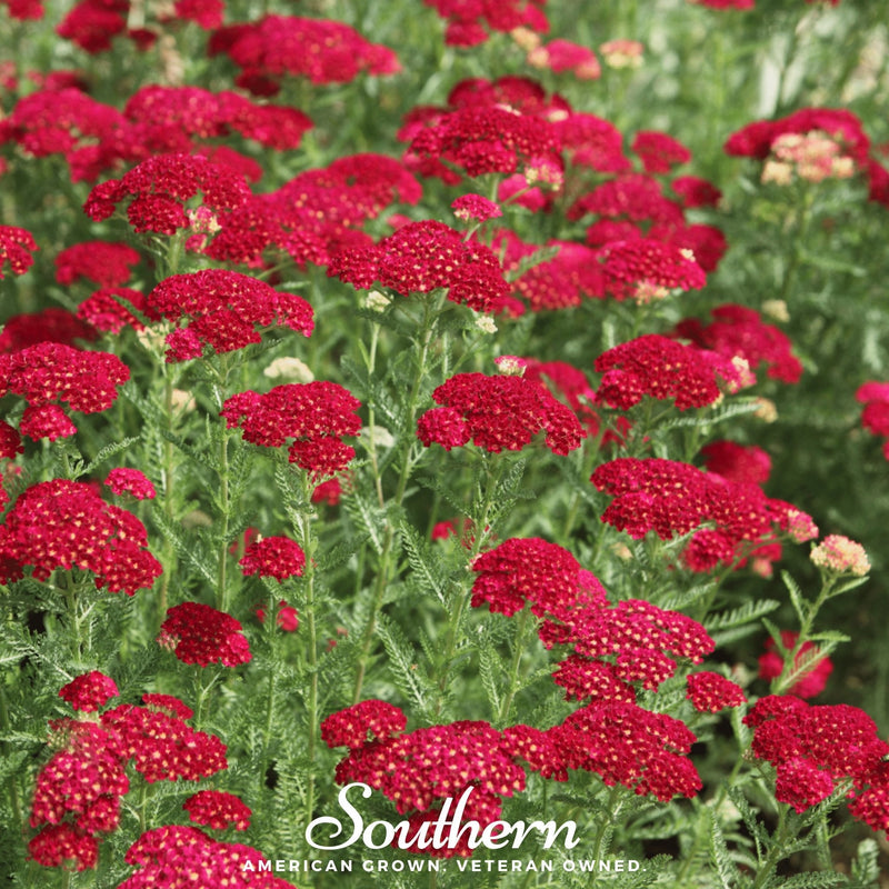 Load image into Gallery viewer, Red Yarrow – 100 Seeds
