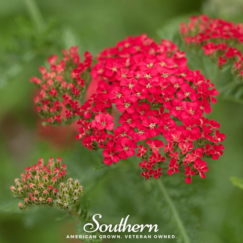 Load image into Gallery viewer, Red Yarrow – 100 Seeds
