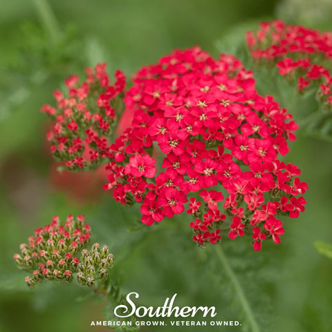 Red Yarrow 100 Seeds