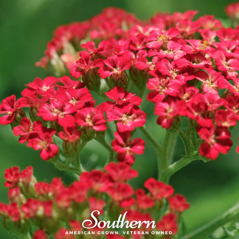 Red Yarrow – 100 Seeds, additional product view 2