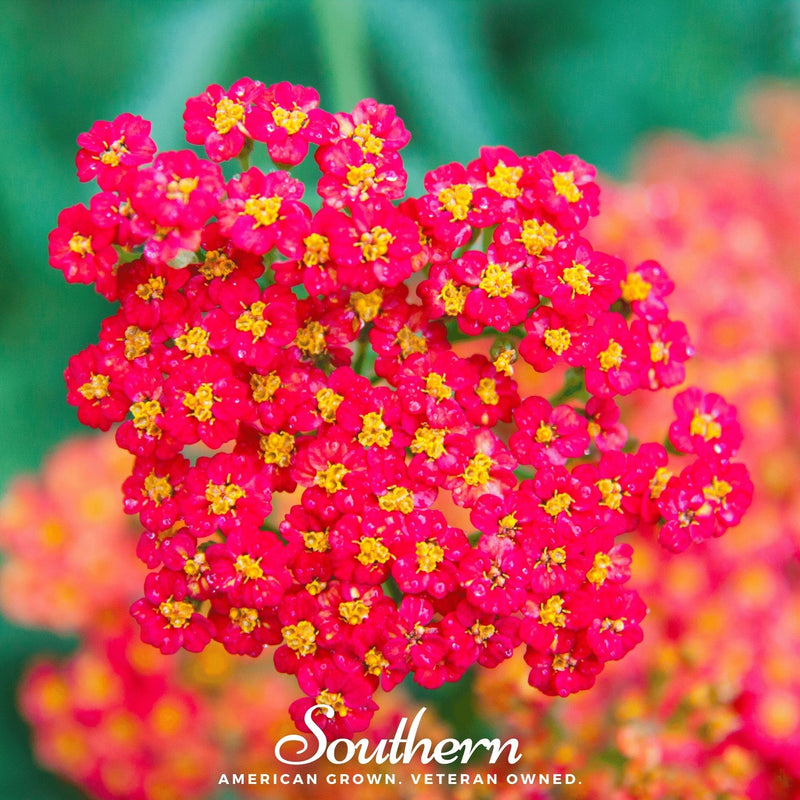 Load image into Gallery viewer, Red Yarrow – 100 Seeds
