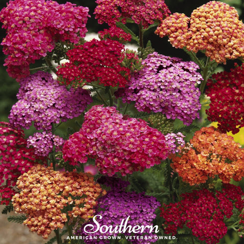 Summer Berries Yarrow Mix – 50 Seeds, additional product view 2
