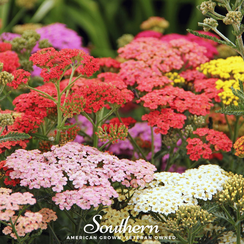 Load image into Gallery viewer, Summer Berries Yarrow Mix – 50 Seeds
