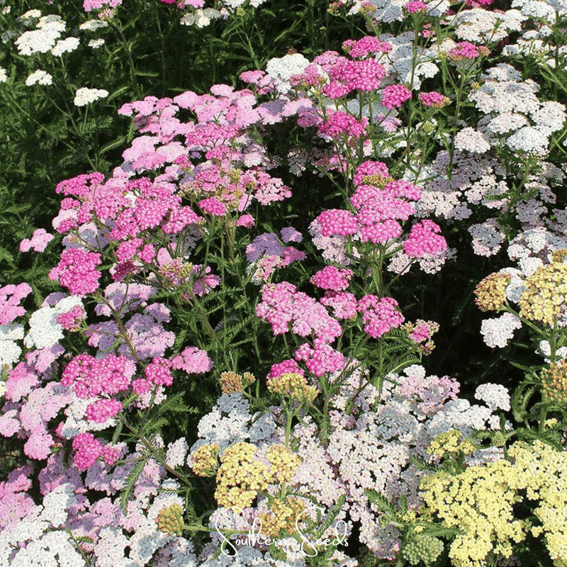 Load image into Gallery viewer, Summer Pastels Yarrow – 50 Seeds
