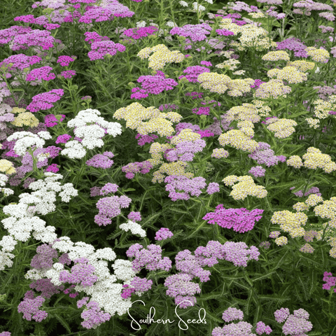Summer Pastels Yarrow – 50 Seeds, additional product view 2