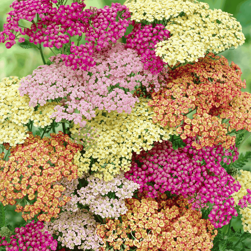 Load image into Gallery viewer, Summer Pastels Yarrow – 50 Seeds
