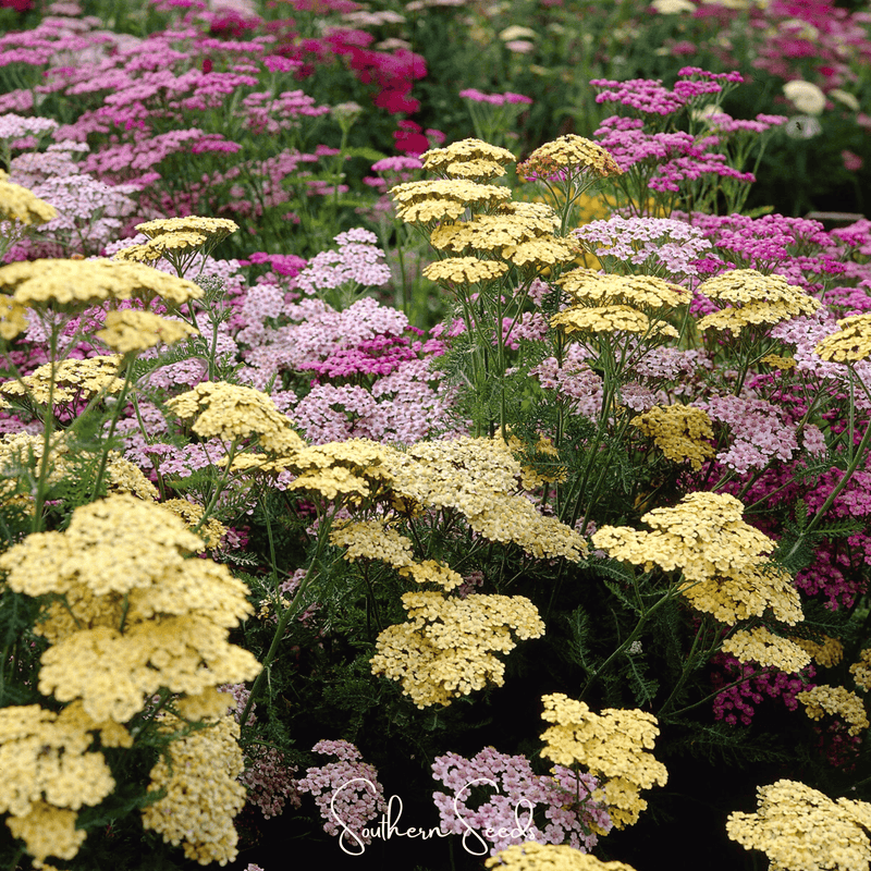 Load image into Gallery viewer, Summer Pastels Yarrow – 50 Seeds
