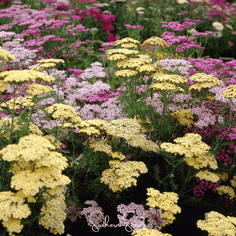 Summer Pastels Yarrow 50 Seeds
