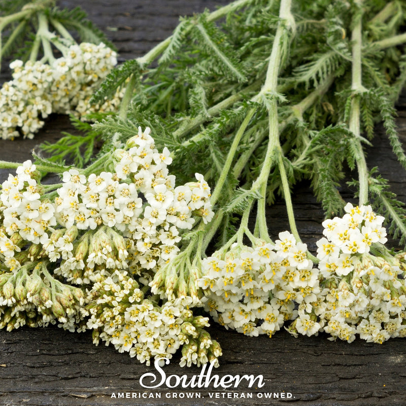 Load image into Gallery viewer, White Yarrow – 100 Seeds
