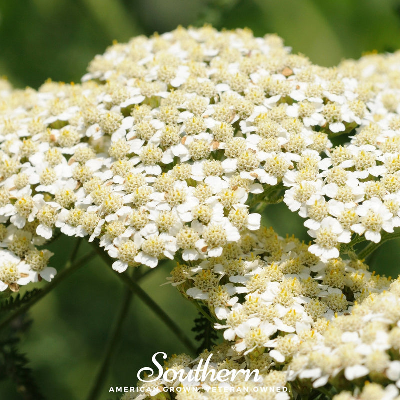 Load image into Gallery viewer, White Yarrow – 100 Seeds
