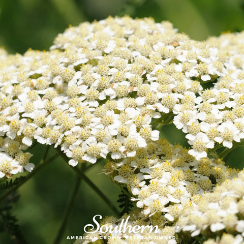 White Yarrow 100 Seeds