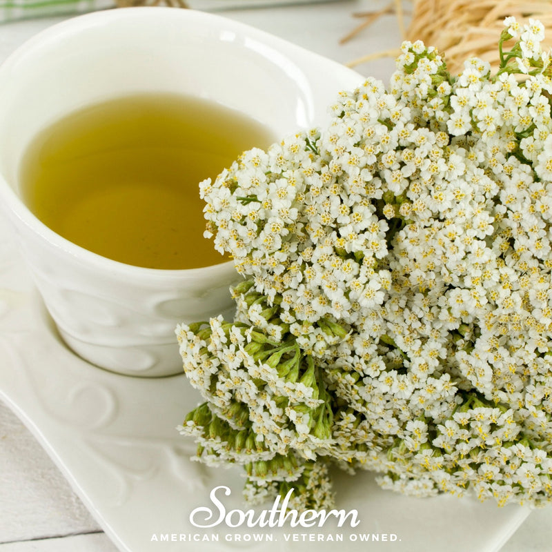 Load image into Gallery viewer, White Yarrow – 100 Seeds
