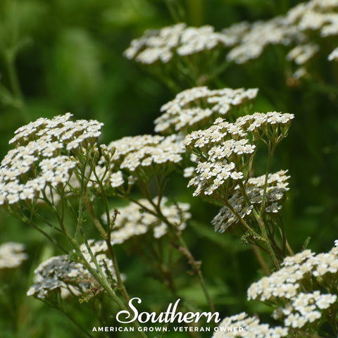 White Yarrow – 100 Seeds, additional product view 2