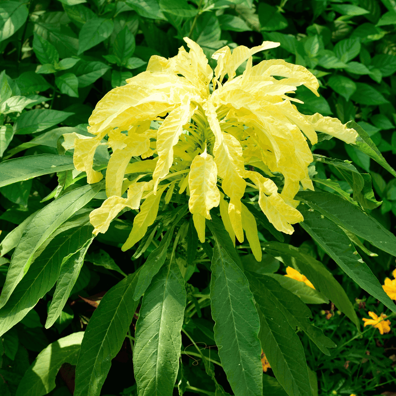 Load image into Gallery viewer, Yellow Amaranth – 100 Seeds
