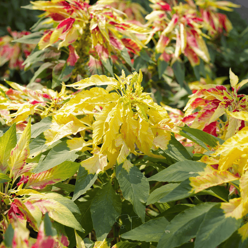 Load image into Gallery viewer, Yellow Amaranth – 100 Seeds
