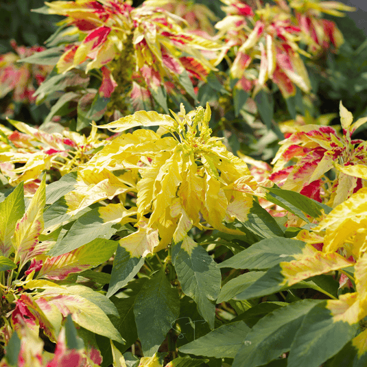 Yellow Amaranth – 100 Seeds