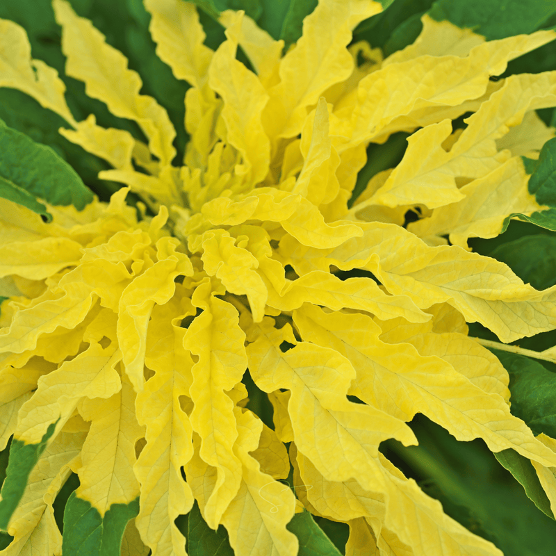 Load image into Gallery viewer, Yellow Amaranth – 100 Seeds
