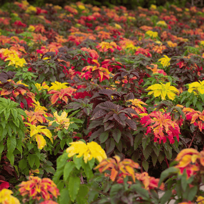 Load image into Gallery viewer, Yellow Amaranth – 100 Seeds
