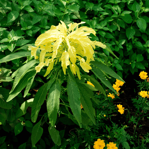 Yellow Amaranth – 100 Seeds, additional product view 2