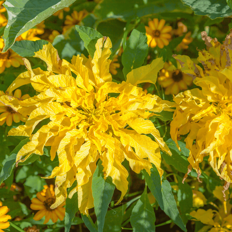 Load image into Gallery viewer, Yellow Amaranth – 100 Seeds
