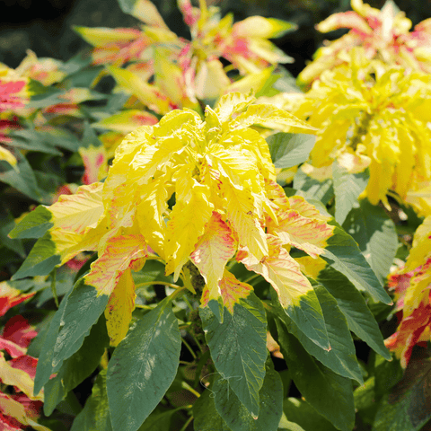 Yellow Amaranth 100 Seeds
