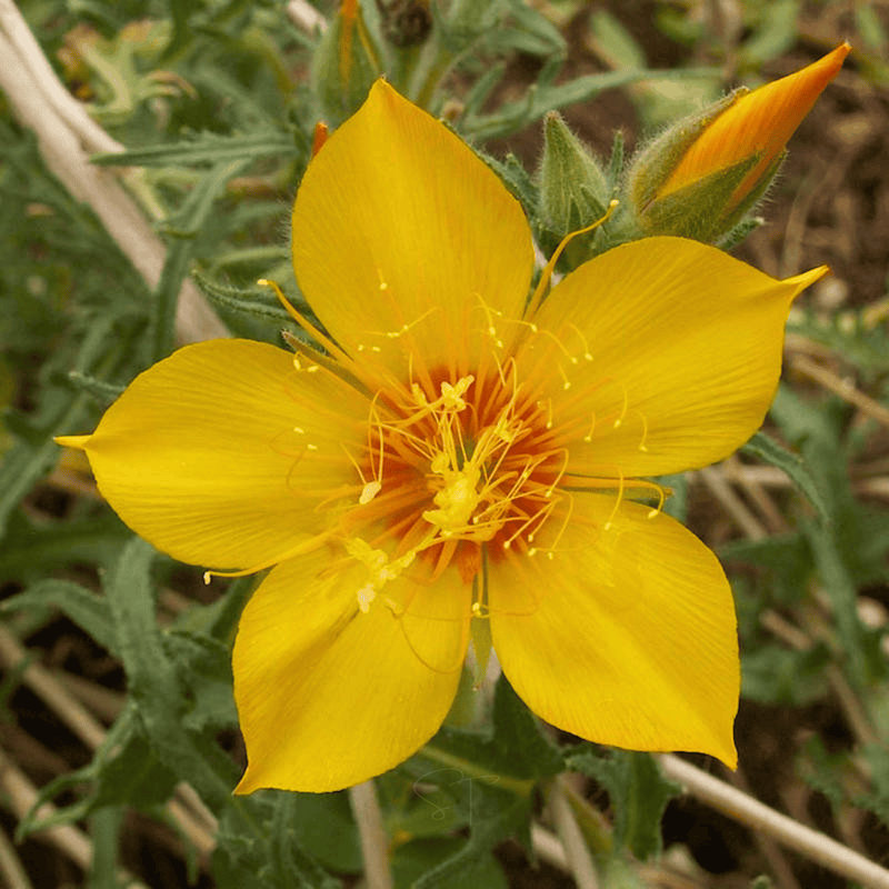 Load image into Gallery viewer, Yellow Blazing Star – 50 Seeds
