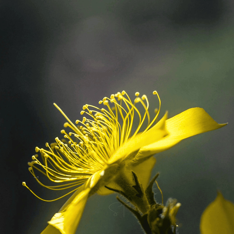 Load image into Gallery viewer, Yellow Blazing Star – 50 Seeds
