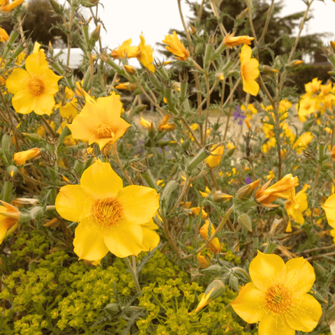 Yellow Blazing Star – 50 Seeds, additional product view 2