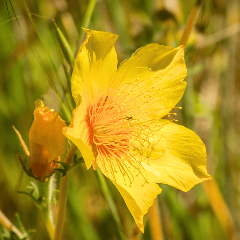 Load image into Gallery viewer, Yellow Blazing Star – 50 Seeds
