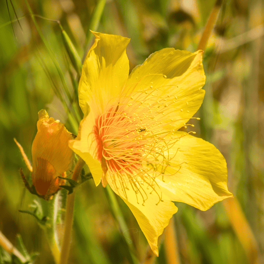 Yellow Blazing Star – 50 Seeds