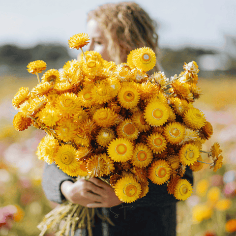 Yellow Strawflower 100 Seeds