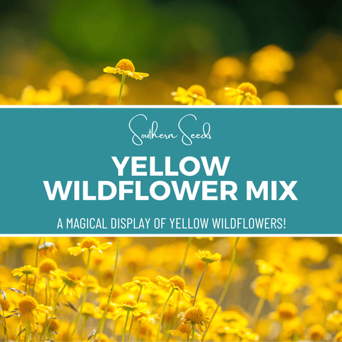 Yellow Wildflower Seed Mix 1000 Seeds