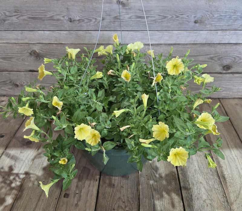 Load image into Gallery viewer, Supertunia Mini Vista® Yellow Petunia
