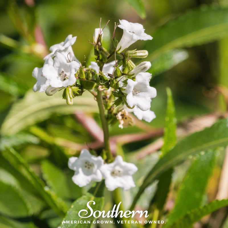 Load image into Gallery viewer, Yerba Santa – 30 Seeds
