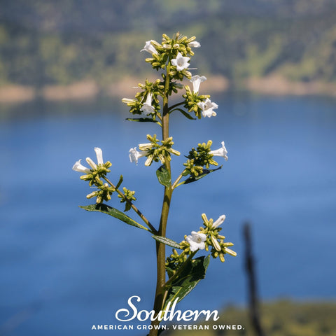 Yerba Santa 30 Seeds