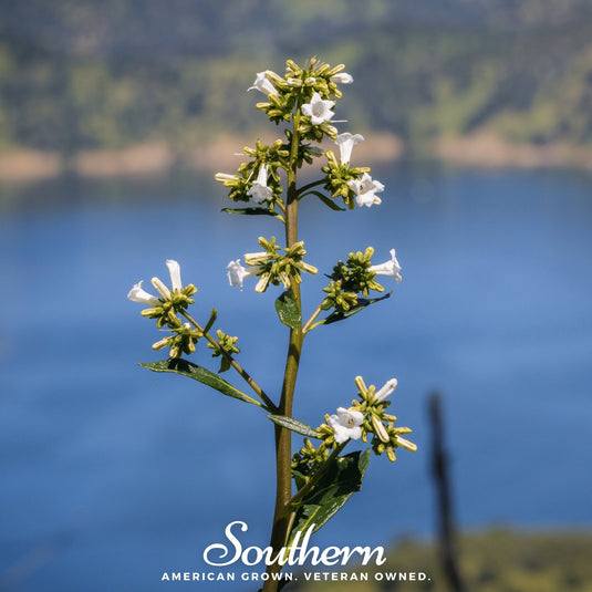 Yerba Santa – 30 Seeds
