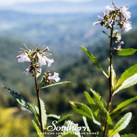 Yerba Santa – 30 Seeds, additional product view 2