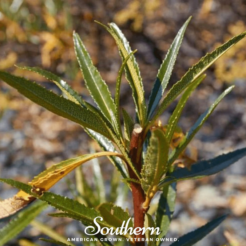 Load image into Gallery viewer, Yerba Santa – 30 Seeds
