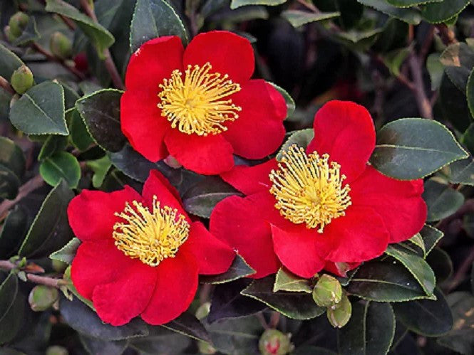 Load image into Gallery viewer, Yuletide Camellia Sasanqua | Red Camellia sasanqua
