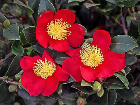 Yuletide Camellia Sasanqua | Red Camellia sasanqua, additional product view 2