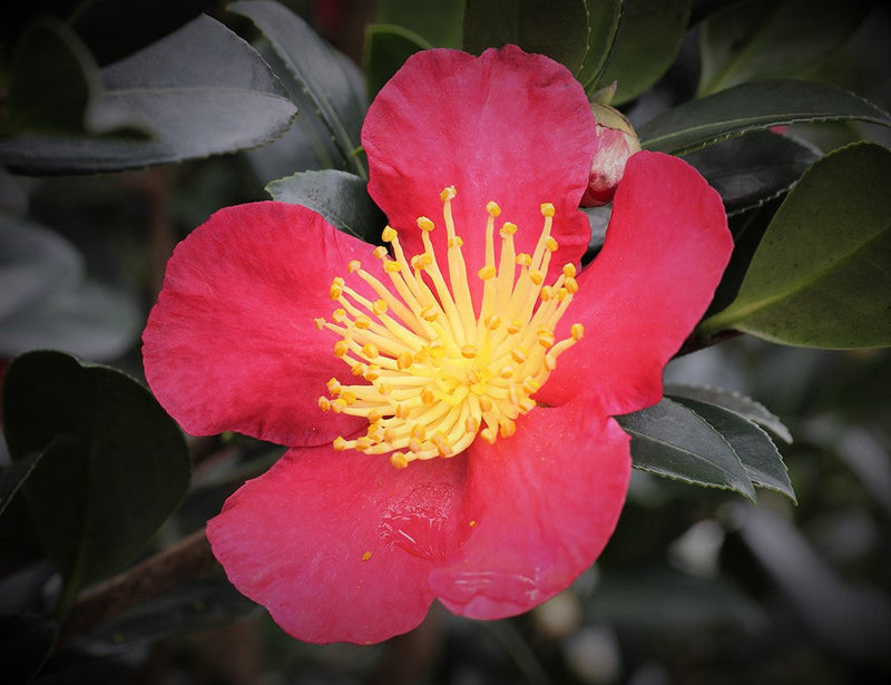 Load image into Gallery viewer, Yuletide Camellia Sasanqua | Red Camellia sasanqua
