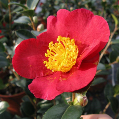 Yuletide Camellia Sasanqua Red