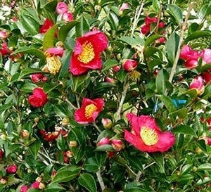 Load image into Gallery viewer, Yuletide Camellia Sasanqua | Red Camellia sasanqua
